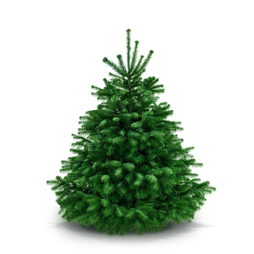 Weihnachtsbaum 150 - 165 cm