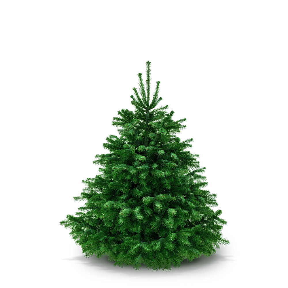 Weihnachtsbaum 125 - 145 cm